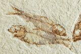 Three Detailed Fossil Fish (Knightia) - Wyoming #224555-1